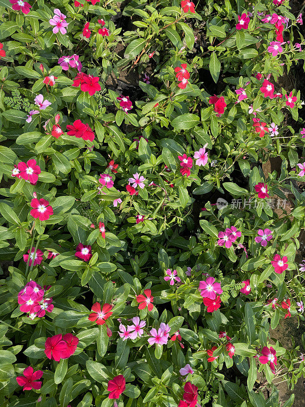 粉红色开花的Sadabahar /马达加斯加长春花植物(Catharanthus roseus)生长在花盆中，展示在花园中心，绿色叶子背景，重点在前景，高架视图